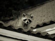 Portrait Of Raccoon On Roof