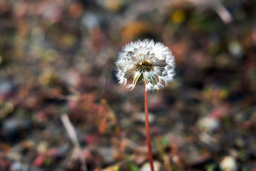 Wall Mural - Dandelion spore seen from the park.
