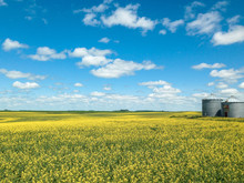 Canola Field In Yellow Blossom With Blue Cloudy Skyline