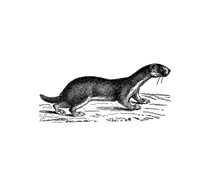 Illustration Of A Weasel In Popular Encyclopedia From 1890