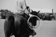 Western rodeo lifestyle, horseback riding with rope for roping practice in black and white.