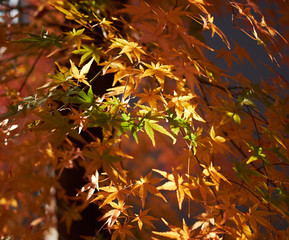 Wall Mural - Leaves seen from the park.
