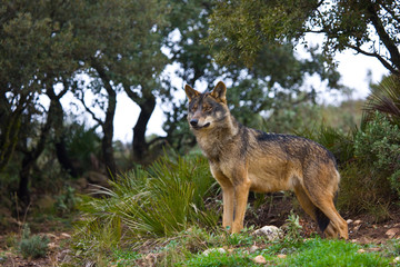 Wall Mural - Lobo iberico (Canis lupus)