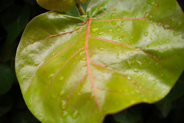 leaf touched by the rain