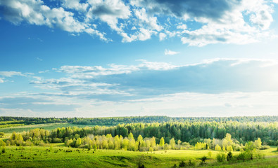 Canvas Print - field of spring grass and perfect sky