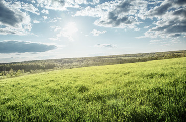Canvas Print - field of spring grass and perfect sky