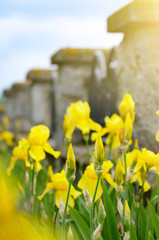 Wall Mural - Yellow Iris. Beautiful garden flower close up on green background