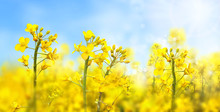 Agricultural Field With Rapeseed Plants. Rape Flowers In Strong Sunlight. Oilseed, Canola, Colza. Nature Background. Spring Landscape. Macro Photo. 