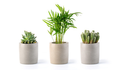 Decoration plant on concrete pot