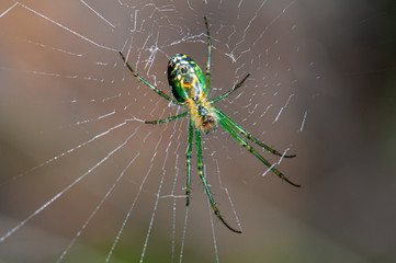 Macro closeup of an spider