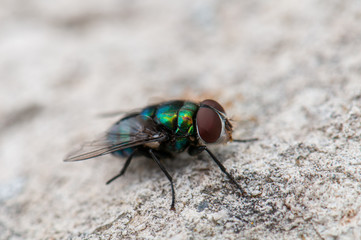 macro closeup of a fly