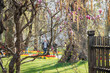 Frühling Blüten park schloss Ludwigsburg blühendes Barock