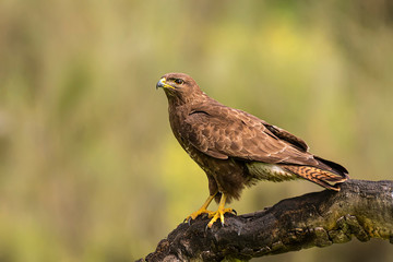 Wall Mural - Common Buzzard perched on a branch with blur background