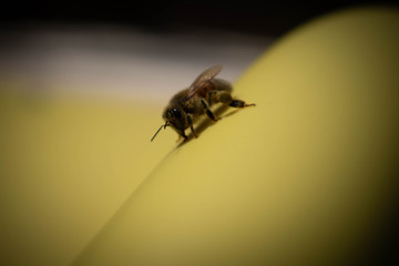 bee