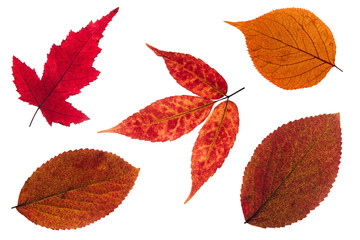 Wall Mural - red autumn leaves on a white isolated background. dry leaves.