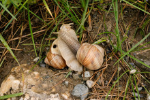 Two Snails Mating
