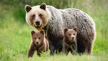 Protective Female Brown Bear, Ursus Arctos, Standing Close To Her Two Cubs. An Adorable Young Mammals With Fluffy Coat United With Mother In The Middle Of Grass Meadow. Concept Of Animal Family.
