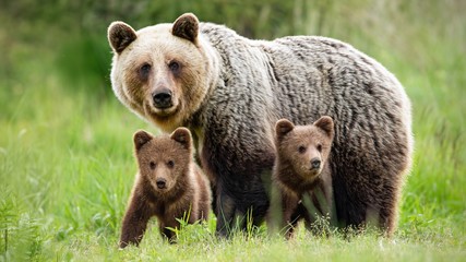 protective female brown bear, ursus arctos, standing close to her two cubs. an adorable young mammal