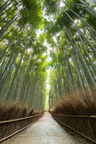 Fototapeta Na drzwi - Arashiyama Bamboo Forest in Kyoto, Japan. Shot early in the morning without people in the picture.