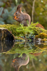 Wall Mural - red squirrel, sciurus vulgaris, holding a nut and feeding on it in spring forest with reflection on 