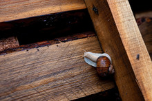 Garden Snail Crawling On A Wooden Pallet. Helix Pomatia, Common Names Roman Snail, Edible Snail. Soft Selective Focus.