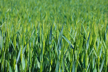 Canvas Print - green wheat field close up