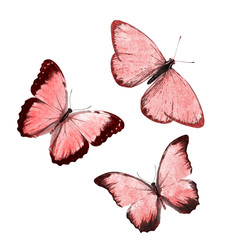 Wall Mural -  beautiful red tropical butterflies isolated on a white background. moths for design