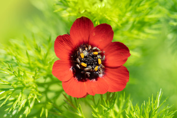 Wall Mural - Flower pheasant's eye (Adonis aestivalis),  a medicinal and ornamental plant