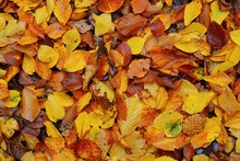 Forest Floor Of Colorful Red, Orange And Yellow Beech Tree Leaves, Close-up. Autumn Colors. Natural Pattern. Heidelberg, Germany