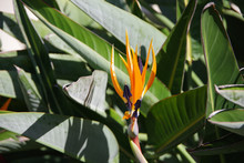 Close-up View Of A Strelitzia Bird-of-paradise Flower