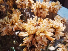Dried Yellow Flowers In Lawn
