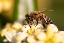 Bee On White Yellow Flower Close Up. Macro Shot Honey Bee