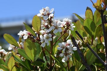 Poster - Yeddo hawthorn flowers / Rosaceae evergreen shrub