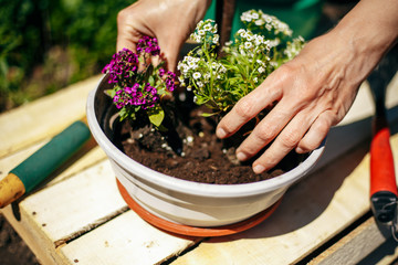 Wall Mural - Closeup of woman's hands holding and adjusting two flowers just being transplanted into a pot. Gardener with purple and whote flowers on a sunny day. Horticulture and home garden concept.