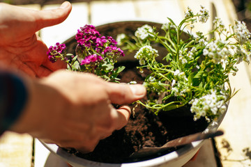 Wall Mural - Closeup of woman's hands holding and adjusting two flowers just being transplanted into a pot. Gardener with purple and whote flowers on a sunny day. Horticulture and home garden concept.