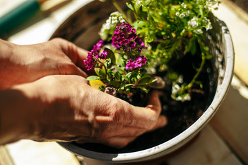 Wall Mural - Closeup of woman's hands holding and adjusting two flowers just being transplanted into a pot. Gardener with purple and whote flowers on a sunny day. Horticulture and home garden concept.