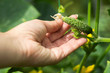 .Female hand holds a growing little cucumber. Vegetable growing, farming