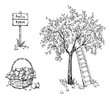 Apple tree with a ladder and a basket of ripe appples, apple farm vector illustration