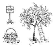 Apple Tree With A Ladder And A Basket Of Ripe Appples, Apple Farm Vector Illustration
