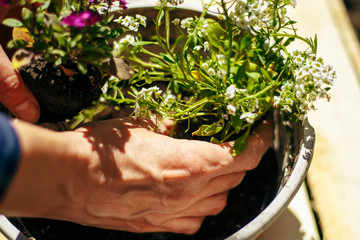 Wall Mural - Closeup of woman's hands holding and adjusting two flowers just being transplanted into a pot. Gardener with purple and whote flowers on a sunny day. Horticulture and home garden concept.