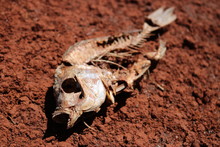 Dead Fish On Dry Ground