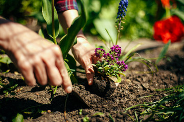 Wall Mural - Closeup of woman's hands planting purple flower into the ground in her home garden helping with a trowel. A gardener transplant the plant on a bright sunny day. Horticulture and gardening concept.