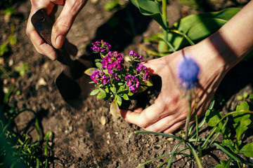 Wall Mural - Closeup of woman's hands planting purple flower into the ground in her home garden helping with a trowel. A gardener transplant the plant on a bright sunny day. Horticulture and gardening concept.