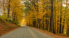 Autumn Leaves On Country Road Near Woodstock Vermont
