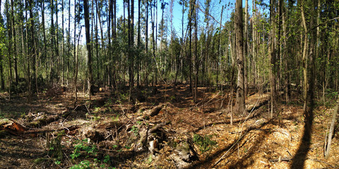 Sticker - Spring walks in the forest.