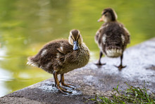 A Duckling Standing On A River Bank, With A Shallow Depth Of Field
