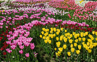 Tulip colorful flowers garden spring background, pattern or texture.