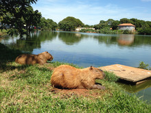 Capybaras Relaxing At Lakeshore Against Sky