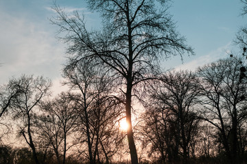 Orange sunset, spring bare trees dark silhouettes lighted with warm color sunlight mystic landscape. Vibrant sun behind tree and blue sky