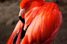 Close-up Of Flamingo Preening
